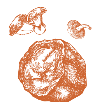 Die Geheimnis der Vitalität