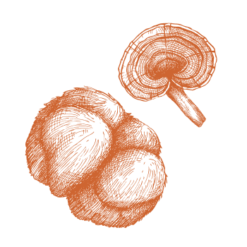 Kraft und Energie aus der Natur